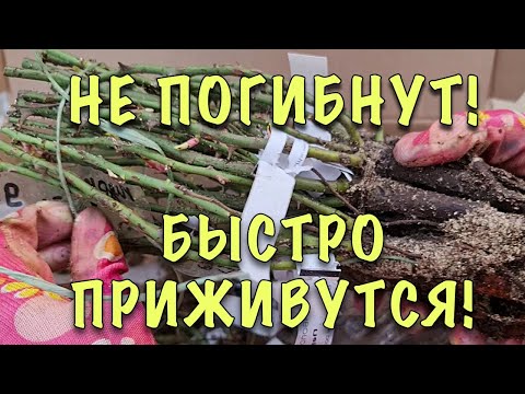 Видео: КУПИЛИ НОВЫЕ РОЗЫ? Подготовьте их к посадке ПРАВИЛЬНО! Что ОБРЕЗАТЬ и в ЧЁМ ЗАМАЧИВАТЬ
