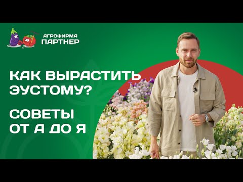 Видео: КАК ЛЕГКО ВЫРАСТИТЬ ЭУСТОМУ: ПРАКТИЧЕСКИЕ СОВЕТЫ И ПРОВЕРЕННЫЕ РЕКОМЕНДАЦИИ