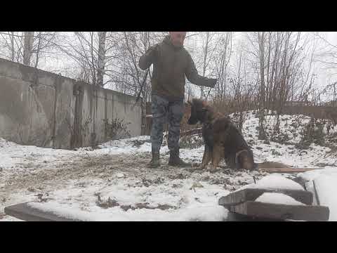 Видео: Дрессировка гиперактивной собаки