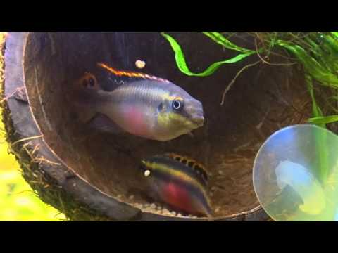 Видео: Spawning Pelvicachromis pulcher/Нерест Пельвикахромис пульхер