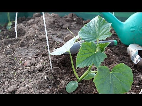 Видео: Сделайте Это Перед Посадкой Огурцов, Если Хотите Получить Богатый Урожай!