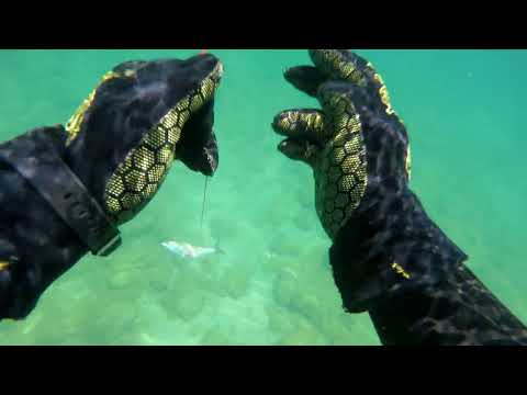 Видео: Сакакудык 06.07.2024г. Подводная охота на кефаль Казахстан Мангистауская обл.