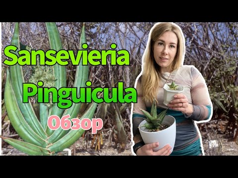 Видео: Sansevieria pinguicula - факты и обзор моих экземпляров #сансевиерия #sanseveria