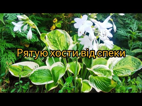 Видео: Як врятувати хости від спеки. Як вибрати місце для посадки хост.