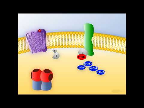 Видео: Механизм действия липофобных гормонов через цАМФ