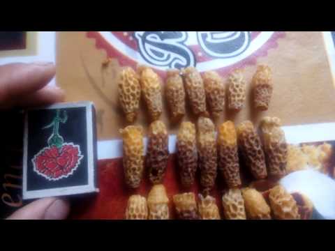 Видео: Матководство,роеловство эксклзивная информация!!!