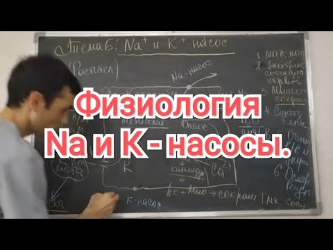 Видео: Физиология человека. Тема 6. Na и К- насос. Его роль в организме человека.