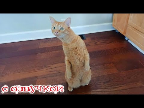 Видео: Приколы с котами! СМЕШНЫЕ КОТЫ - С ОЗВУЧКОЙ! Смешные видео с животными!