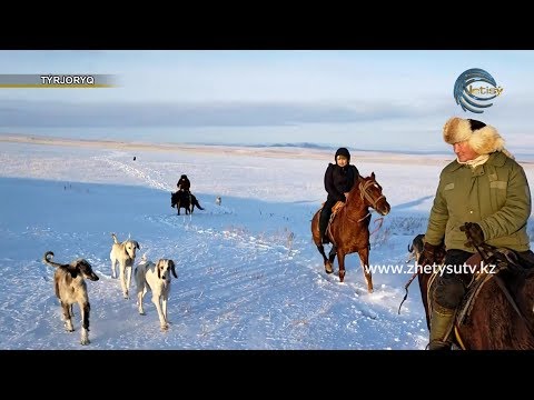 Видео: Туржорық - тазымен аңға шығу. САЯТШЫЛЫҚ
