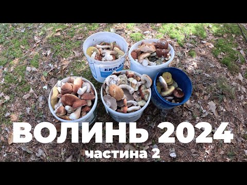 Видео: Грибалка на Волині. Гриби Осінь 2024. Частина 2