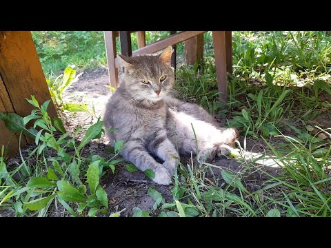 Видео: В ЗАРОСШЕМ САДУ...