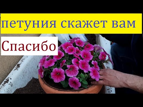 Видео: ОДНА ЛОЖКА этого Удобрения и ПЕТУНИЯ Будет ВОЛШЕБНОЙ !!! чем и как подкормить