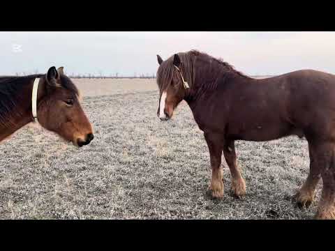Видео: Майбах үйірімен далада! Руский тяжеловоз! Жабы биелердің күйі кеткен!!!