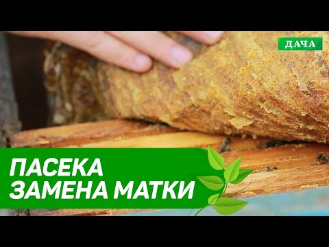 Видео: Как заменить старую пчелиную матку. Почему бывают плохие пчелиные матки.
