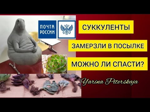 Видео: Суккуленты замерзли в посылке. Можно ли спасти?