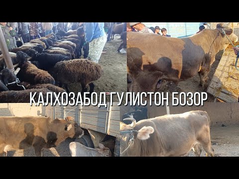Видео: КАЛХОЗАБОД ГУЛИСТОН БОЗОР 👍 👍 