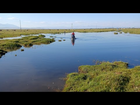 Видео: Жайлауда аралда және шөпте 😊🫶🏻