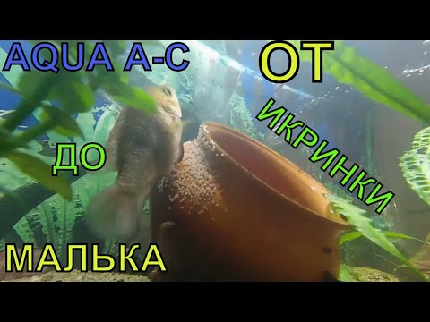 Видео: нерест хромиса красавца