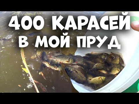 Видео: Запускаю 400 КАРАСЕЙ в мой домашний пруд. ЗАРЫБЛЕНИЕ!