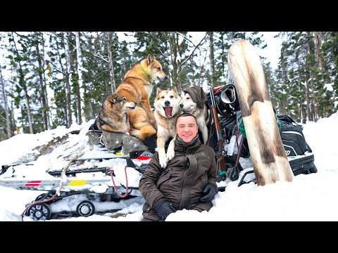 Видео: Зима, тайга и мы с Пушистой бандой добываем пропитание | Охота на лося