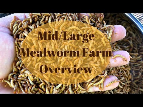 Видео: Лучше, чем самостоятельная сортировка: обзор домашней фермы по разведению мучных червей