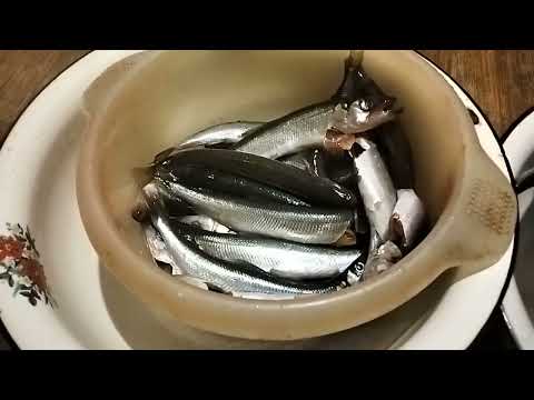 Видео: СУШИМ КОРЮШКУ под пивко🍻