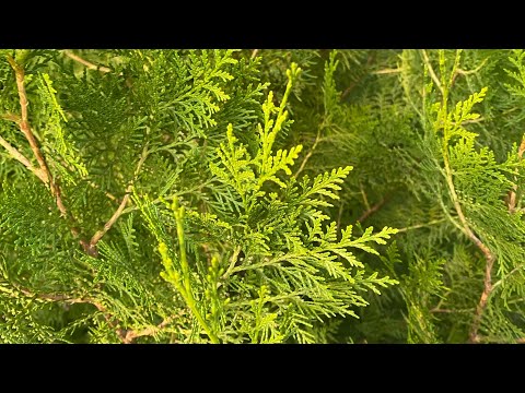 Видео: Виктория Романовна Ленром в прямом эфире!Что спешит в жизнь Дамы🌸