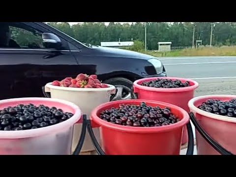 Видео: Торговля на трассе. Внучата помогают по хозяйству.