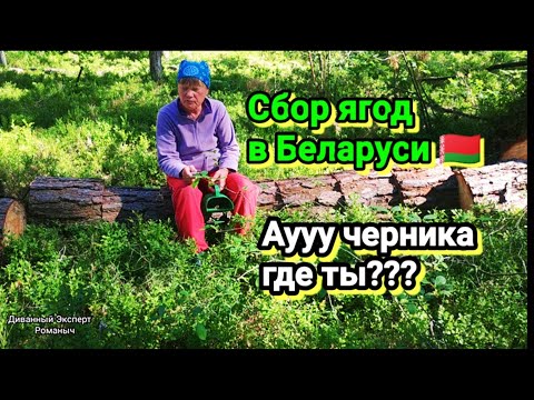 Видео: Поиск черники в Беларуси 🇧🇾 сбор ягоды в болоте