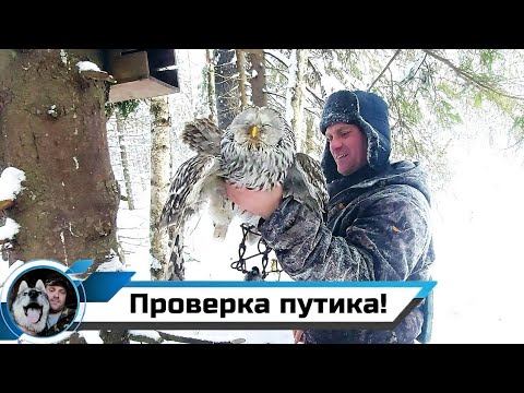 Видео: ВТОРОЙ ДЕНЬ ПРОВЕРКИ КАПКАНОВ НА КУНИЦУ/СОВА УГОДИЛА В ЯЩИК!!!