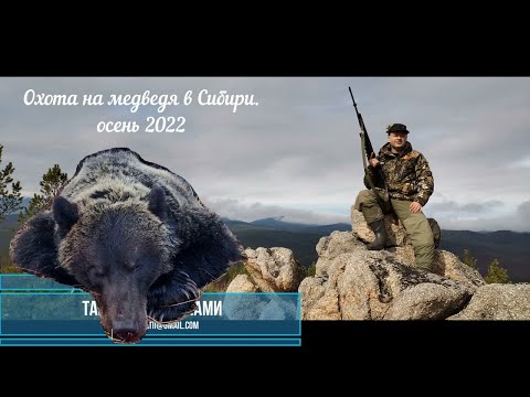 Видео: Охота на медведя в Сибири осенью. Ревем изюбря, добываем медведя.