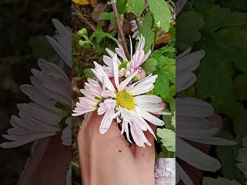 Видео: #квіти #хризантема