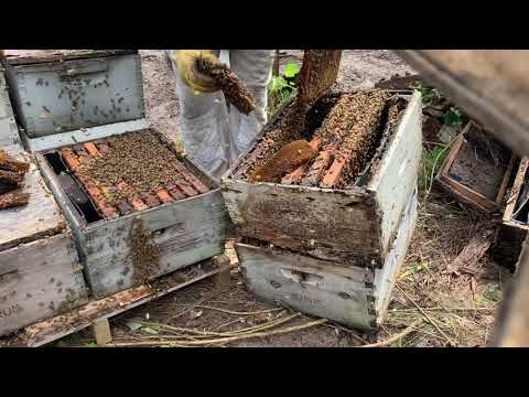 Видео: Перекладываю заброшенных пчел