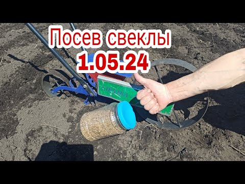 Видео: Посадка кормовой свеклы Легко!!!