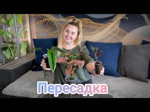 Видео: Пересадка алоказии Скальпрум, сингониума Ред Харт и лудизии