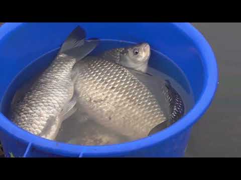 Видео: 2025,03 м 04 м   риболов преди забраната яз. Мандра 2025 г.