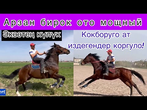 Видео: Мына Ушул аттарды Кокборуго алса болот 👆👍👍👍