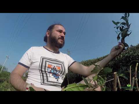Видео: "Белый чай" из Аньцзи. Путешествие на родину Аньцзи Бай Ча. весна 2017. Anji bai cha 2017