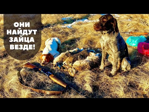 Видео: Дратхаар и Бретонский Эспаньоль сделали охоту на зайца!