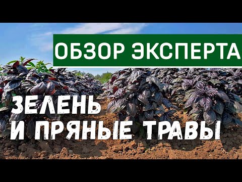 Видео: Зелень и пряные травы. Выращивание зеленных культур. Укроп, петрушка, базилик.