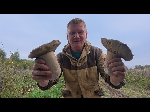 Видео: В лес за грибами по старым местам.