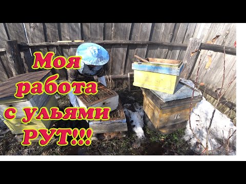 Видео: РАБОТА С УЛЬЯМИ РУТА РАННЕЙ ВЕСНОЙ, МОЯ ТЕХНОЛОГИЯ ВОЖДЕНИЯ ПЧЁЛ