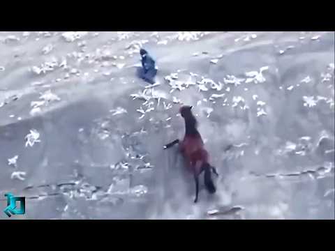 Видео: Безумные Случаи с Животными, Повезло Снять на Камеру