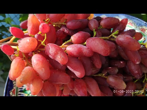 Видео: Новинки винограда. Фреш мускат обзор ягоды 