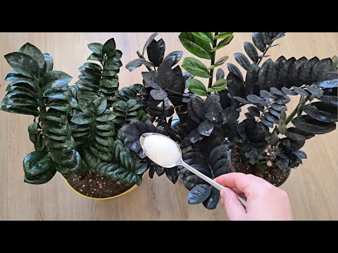 Видео: ЖАЛЕЮ, что раньше так не выращивала ЗАМИОКУЛЬКАС, вся ПРАВДА о замиокулькасе которую от вас скрывают