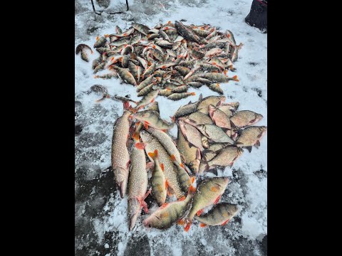 Видео: Первый лед! Рыбалка на окуня в Тюменской области.