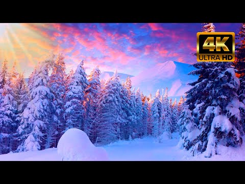 Видео: Пение Птиц В Зимнем Лесу. Звуки Зимнего Леса ASMR. Расслабляющие Звуки Для Сна И Медитации. ASMR.