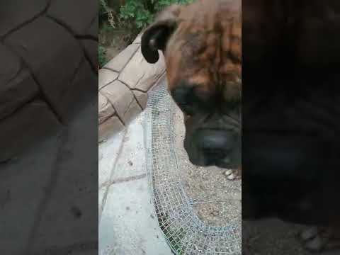 Видео: Как я делаю бордюр, арт бетон.