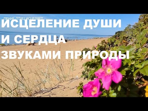 Видео: ПЛЕСК ВОЛН И ПЕНИЕ КАМЫШОВКИ УСПОКОЯТ НЕРВНУЮ СИСТЕМУ.ВОДА СНИМАЕТ СТРЕСС И ТРЕВОГУ.