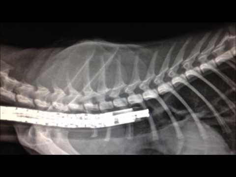 Видео: Баллоная гидродилатация пищевода у кошки